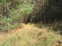 Armour east side at path through woods.jpg